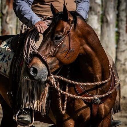 Stage de Horsemanship